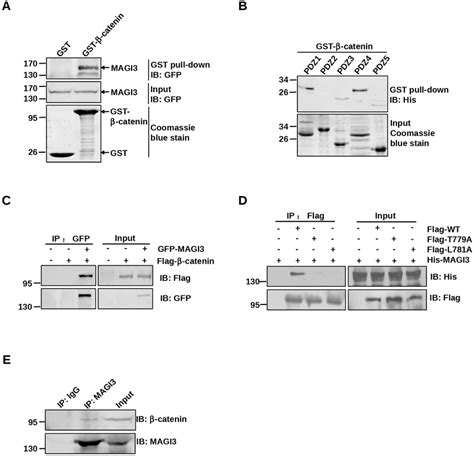 MAGI3 interacts with β catenin via its PDZ domains and PDZ binding