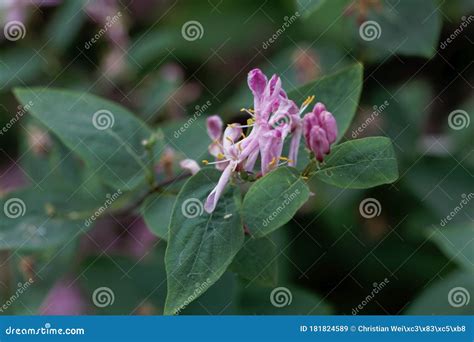 Flower Of A Tatarian Honeysuckle Lonicera Tatarica Stock Image Image