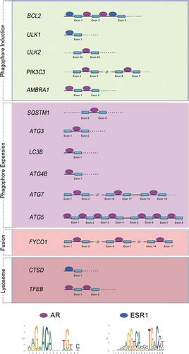 Full Article Sex Differences In Autophagy Mediated Diseases Toward