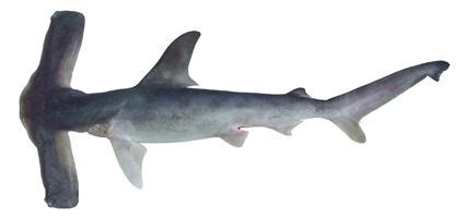 Winghead shark - Alchetron, The Free Social Encyclopedia