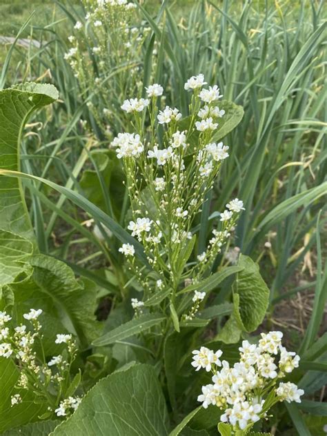 Horseradish – Springfield Farm