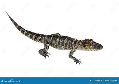 Baby Alligator On White Stock Image Image Of Captive 175168525