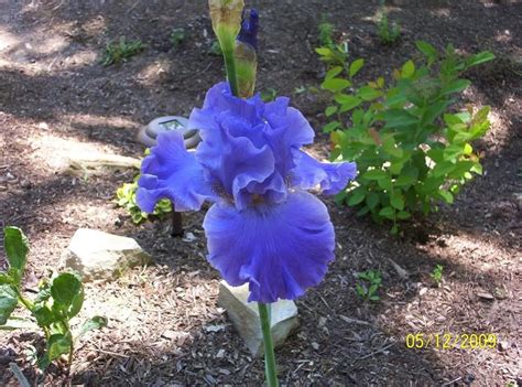 Photo Of The Bloom Of Tall Bearded Iris Iris Yaquina Blue Posted By