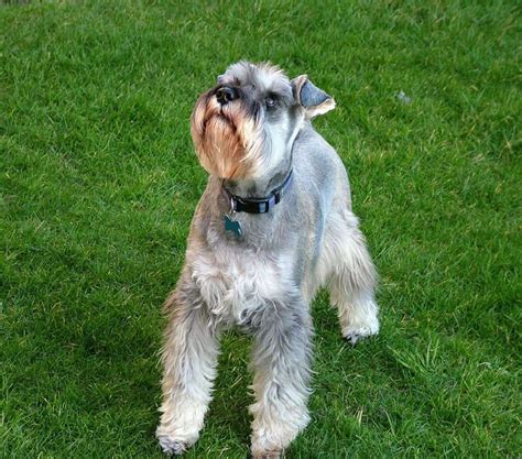 Miniature Schnauzer My Doggy Rocks