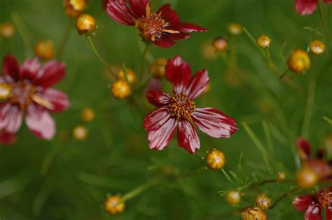 Native Plants That Thrive In Clay Soil