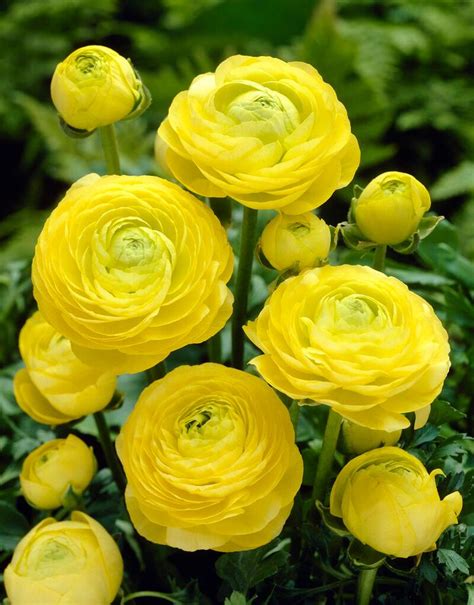 Ranunculus Aviv Yellow Persian Buttercup From Adr Bulbs