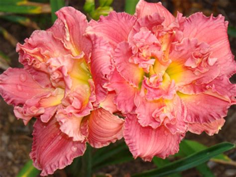 Мадам Роза:сортовые лилейники