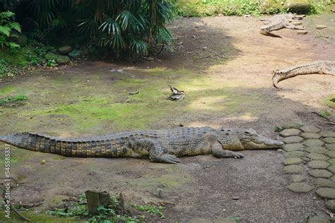 The saltwater crocodile (Crocodylus porosus) is a crocodilian native to ...