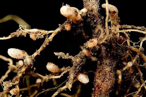 Rhizobium Sp Bakteri Pengikat Nitrogen