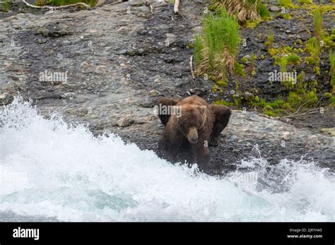 Alaskan Brown Bear Laying Down And Fishing For Salmon At The Falls In