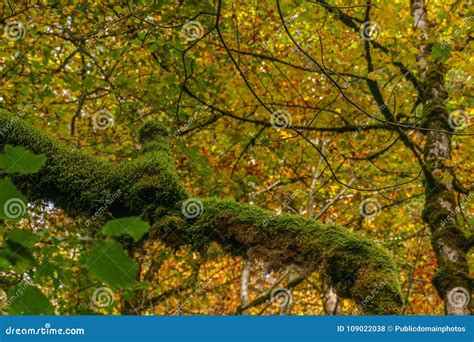 Nature Vegetation Temperate Broadleaf And Mixed Forest Ecosystem