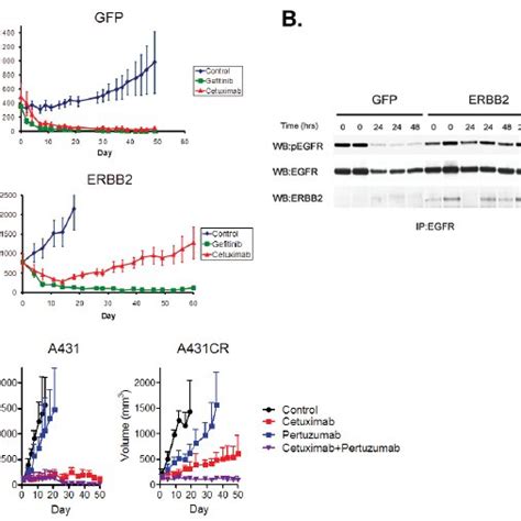 Inhibition Of Erbb2 Restores Cetuximab Sensitivity In Cetuximab