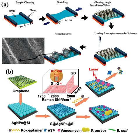 Bacteria Detection From Powerful SERS To Its Advanced Compatible