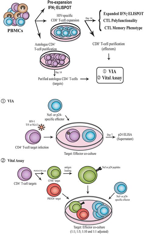 Frontiers Phenotype Polyfunctionality And Antiviral Activity Of In