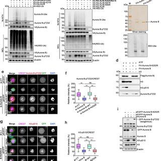 Aurora B Is Modified By K63 Linked Ubiquitination In Mitosis A