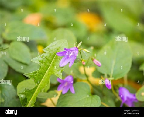 Campanula Rapunculoides Creeping Bellflower Or Rampion Bellflower Is