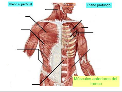 Musculos Del Tronco Imagui