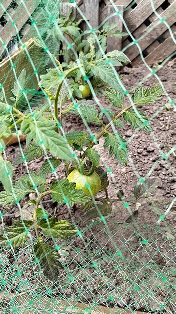 Tomatoes Plant Green Free Photo On Pixabay Pixabay