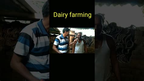 ଗୋ ପାଳନ 🐃 How To Start Dairy Farm Dairy Farm Short Video 🐄 Gaonlia Farming Odisha Youtube