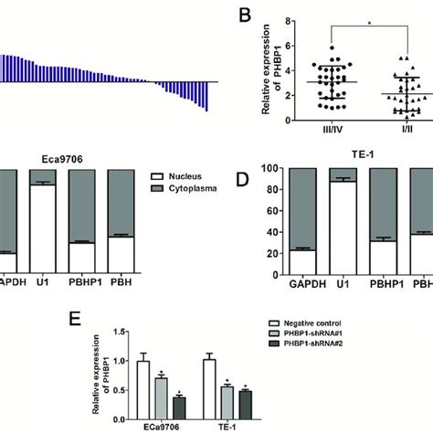 The Expression Patterns Of PHBP1 In ESCC Tissues And Cell Lines A