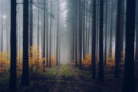 Autumn Forest - Germany | Fine Art Photography Series - Landscape ...