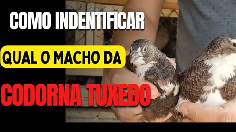 Como Identificar Qual Macho Da Codorna Tuxedo YouTube