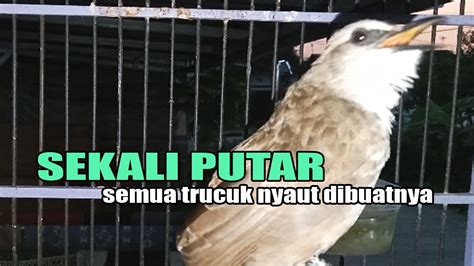 Suara Trucukan Gacor Ropel Panjang Pancingan Trucukan Agar Bunyi