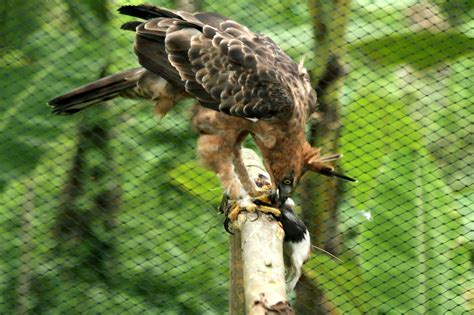 Elang Jawa, Burung Luar Biasa yang Ternyata Jadi Simbol Garuda pada ...