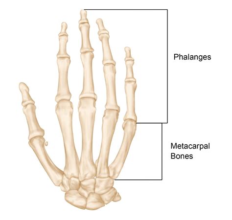 Metacarpals Anatomy