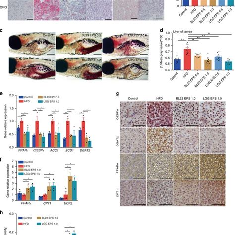 High Fat Diets Induced Hepatic Steatosis In Adult And Larval Zebrafish