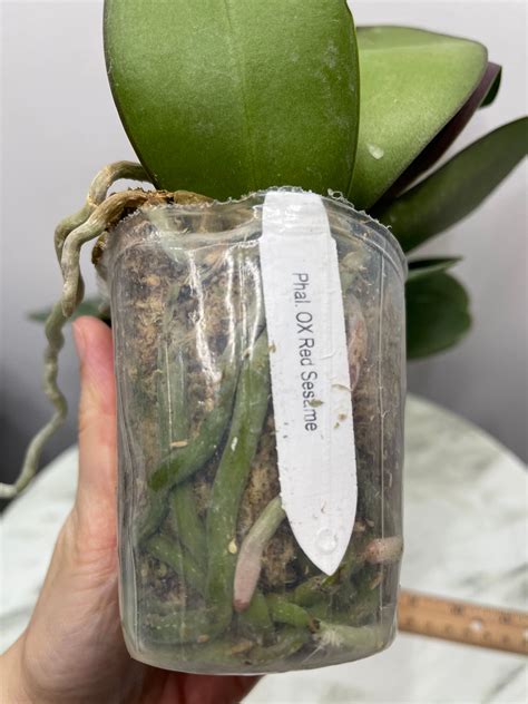 Phal OX Red Sesame (C13), big flowers – HappyPlantsUSA.com