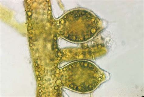 Algae - Reproduction and life histories | Britannica.com