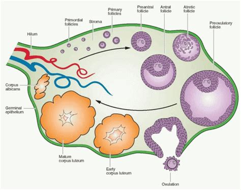 The Ovary—embryology And Development Obgyn Key