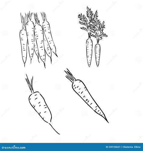 Carrot Hand Drawn Vector Illustration Set Isolated Vegetable Engraved