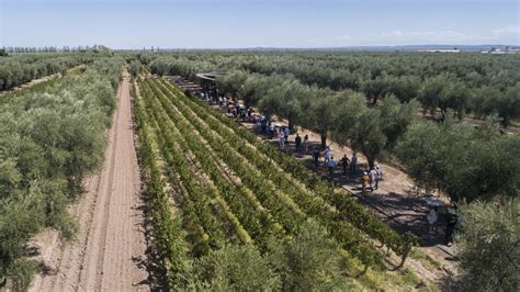 Fazenda El Paraíso oferece experiência multissensorial aos amantes do