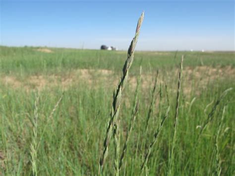 Western Wheatgrass Pascopyrum Smithii Photo Taken 17 June 2014 This Native Grass Is Good