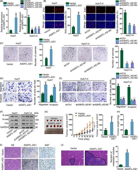 Asmtlas Facilitated Hcc Cell Growth And Metastasis A Overexpression