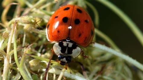 Ladybug Lookalike Swarming Southern Quebec Homes Cbc News