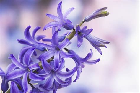 Mauve Hyacinthus Orientalis Flowers Common Hyacinth Garden Hyacinth