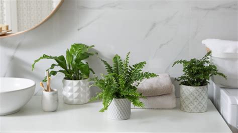 obispo fuerte bisonte plantas naturales para decorar baños esta noche