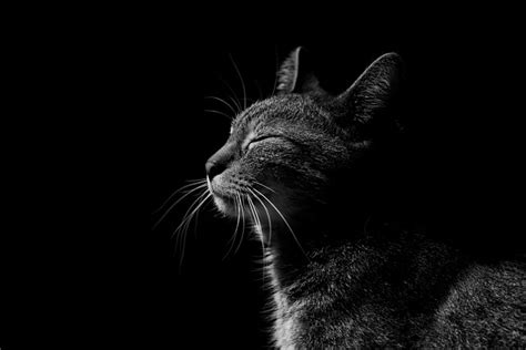 Free Cat Images Pixabay