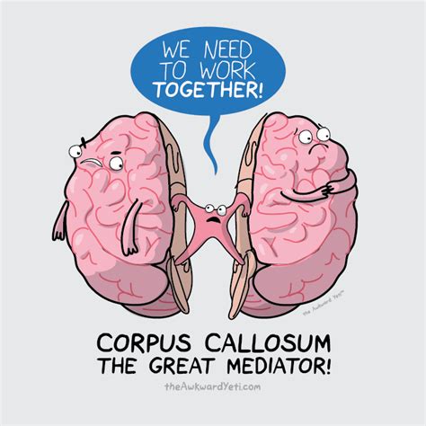 Yay Brain Anatomy Anatomy Humor Medical Humor Medical Jokes