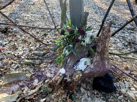 VIDEO FOTO Templu pentru ritualuri păgâne în pădurea Hoia Clujul s