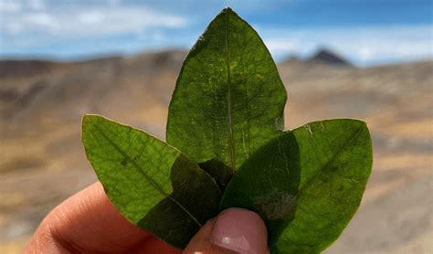 La Hoja De Coca Un Antiguo Secreto Contra El Mal De Altura