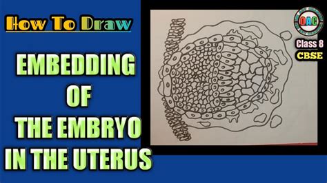 Embedding Of The Embryo In The Uterus Diagram Embryo Diagram Class