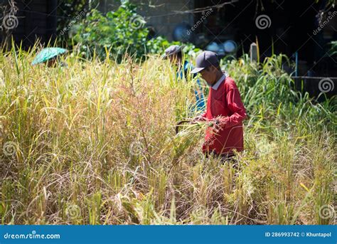 Nong Khai Thailand October Farmer Harvest Rice In The Field