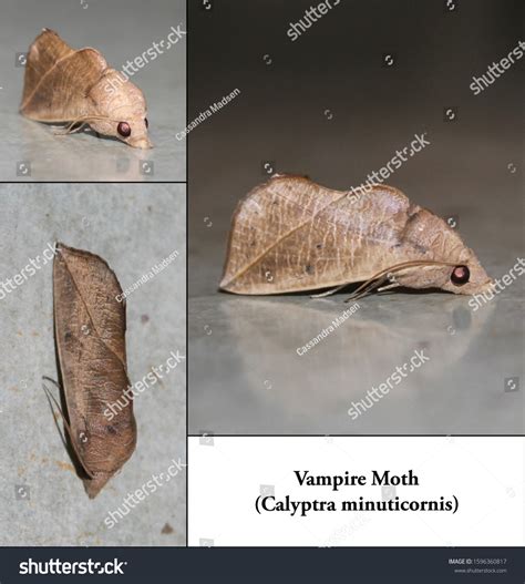 Vampire Moth Calyptra Minuticornis Stock Photo 1596360817 Shutterstock