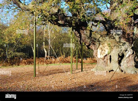 The Major Oak, Sherwood forest Stock Photo - Alamy