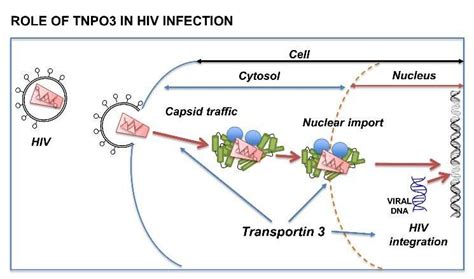 Researchers Identify Second Gene Mutation Linked To Hiv Resistance