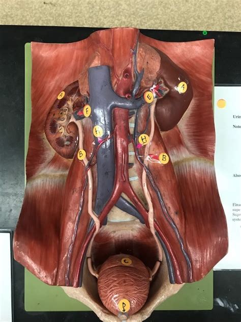 Model Renal System Diagram Quizlet